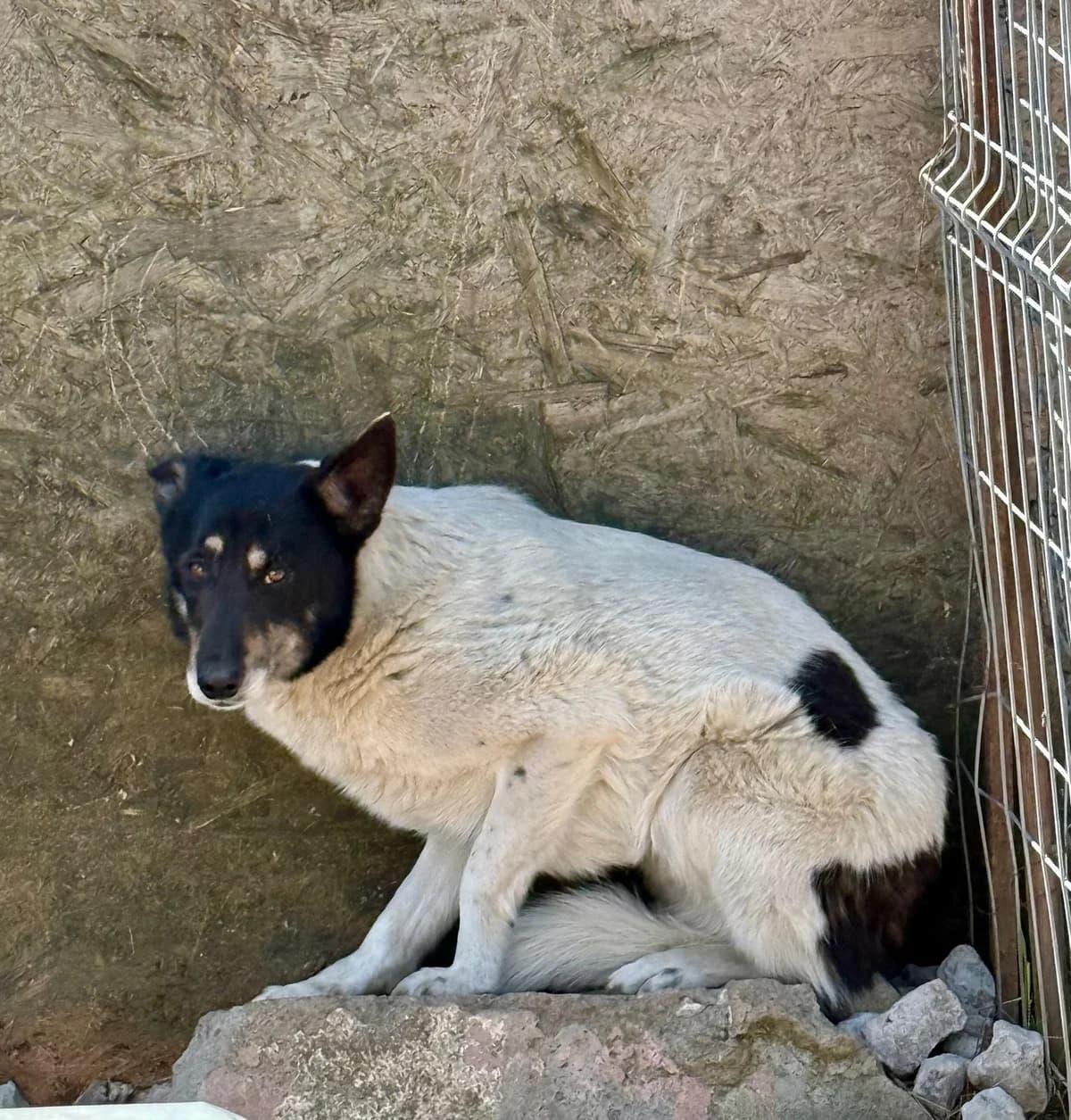 Max, male Mixed Breed for adoption at Glückshunde Schweiz, Glueckshunde photo 5
