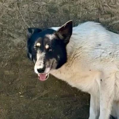 Max, male Mixed Breed for adoption at Glückshunde Schweiz, Glueckshunde photo 6
