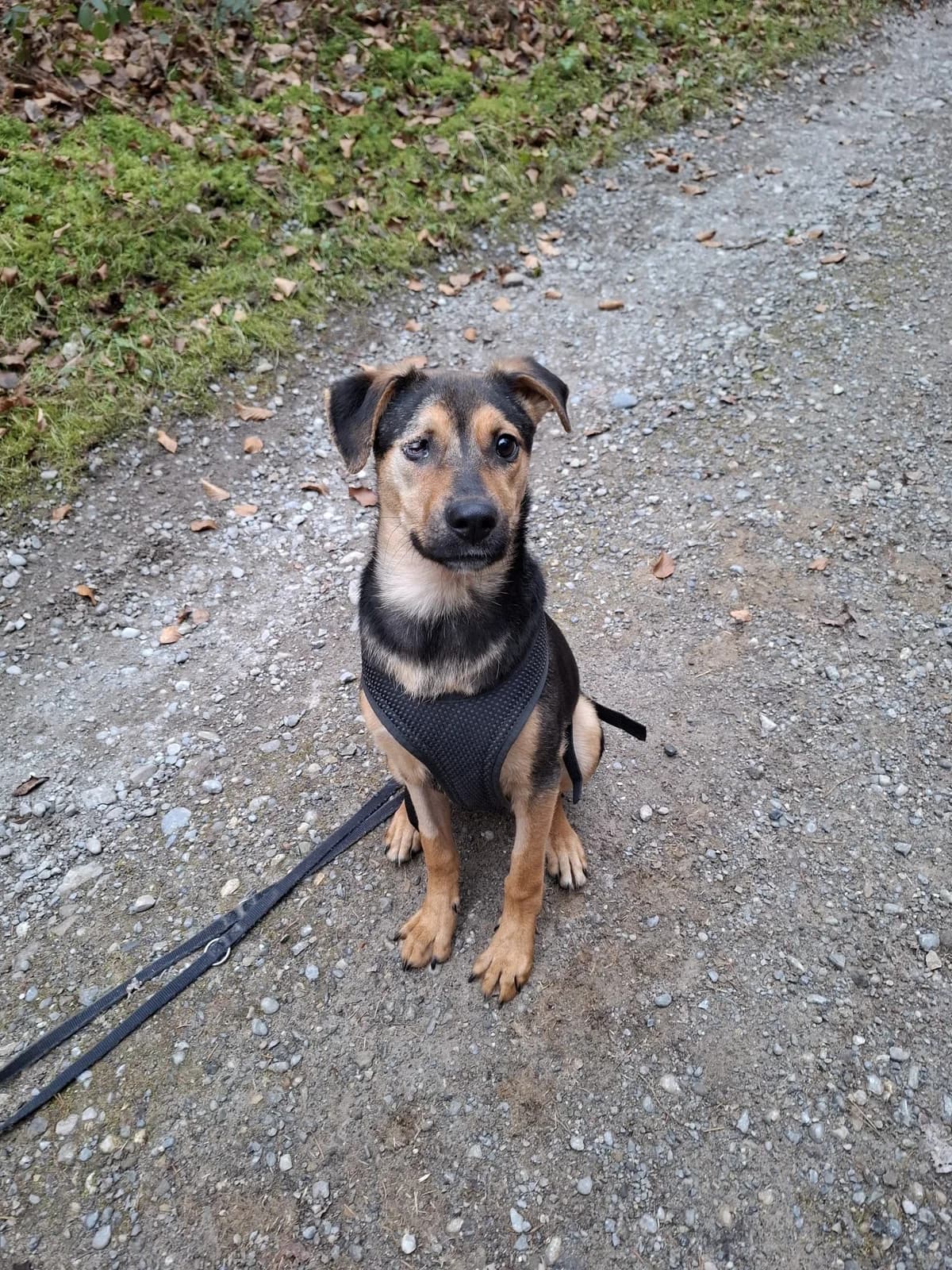 Maya, Mixed Breed (Glückshunde Schweiz)