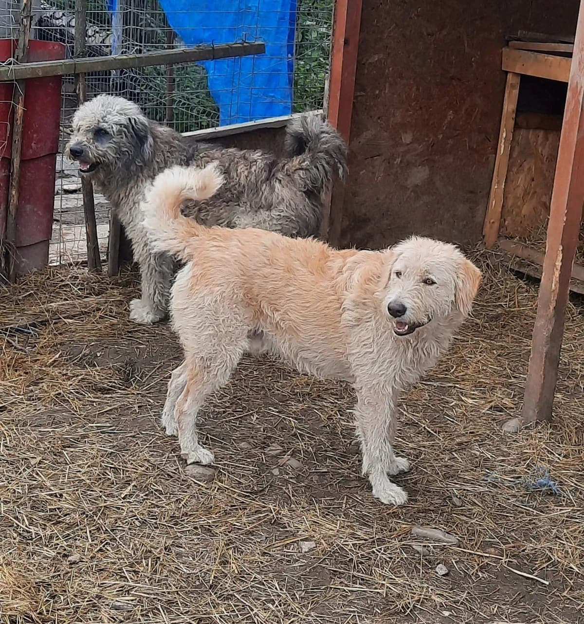 Mickey, male Mixed Breed for adoption at Glueckshunde