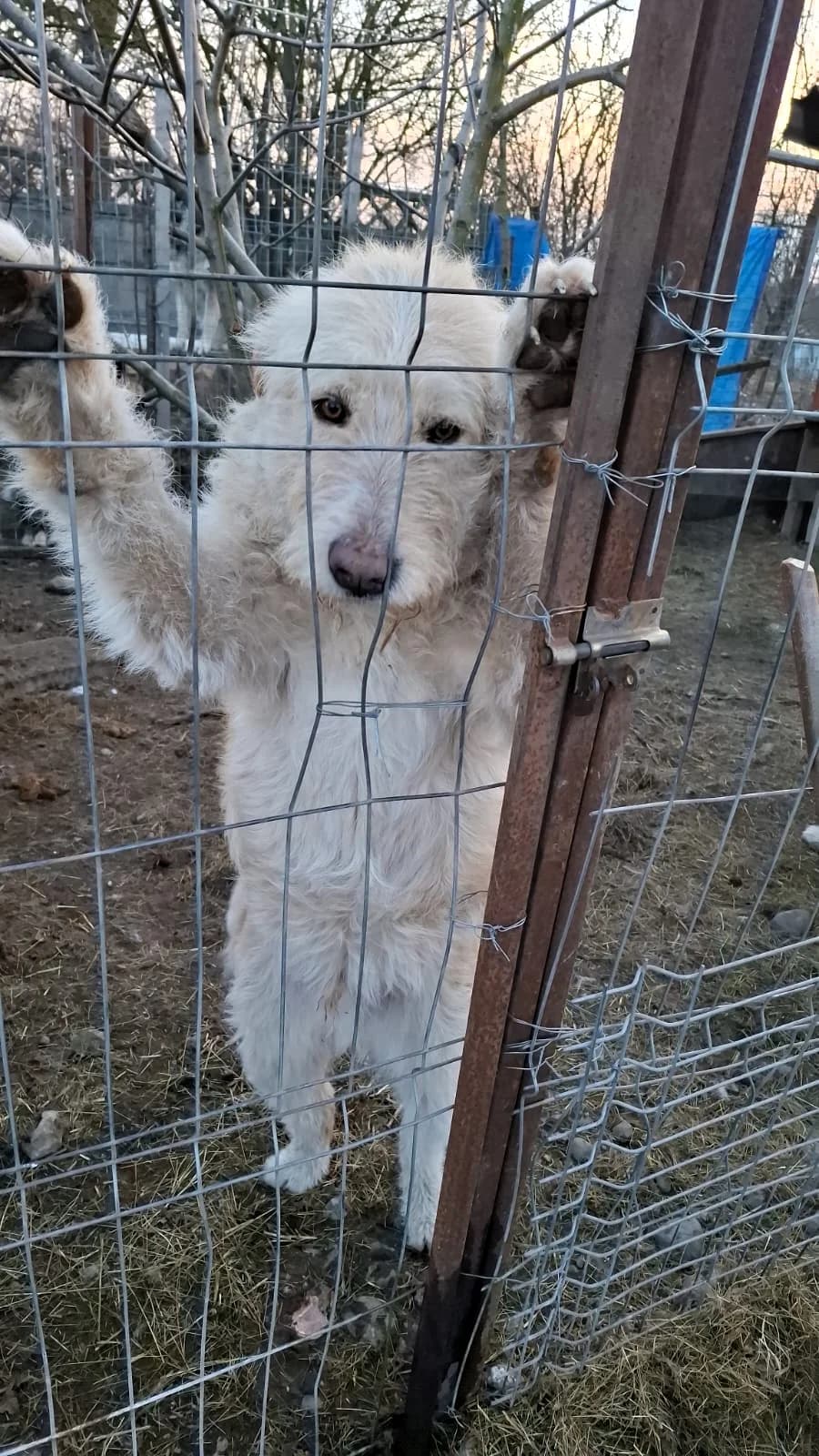 Mickey, male Mixed Breed for adoption at Glückshunde Schweiz, Glueckshunde photo 2