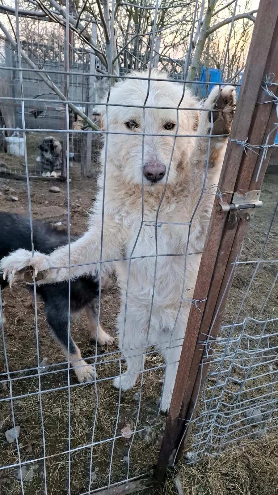 Mickey, male Mixed Breed for adoption at Glückshunde Schweiz, Glueckshunde photo 3