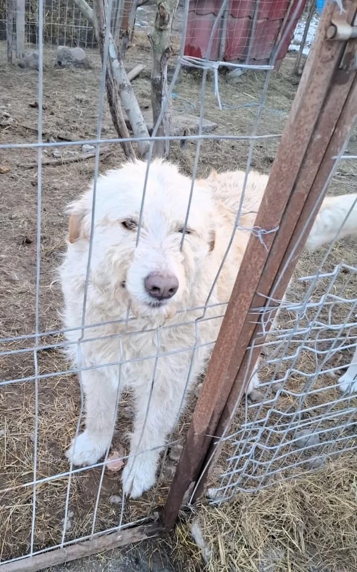 Mickey, male Mixed Breed for adoption at Glückshunde Schweiz, Glueckshunde photo 4