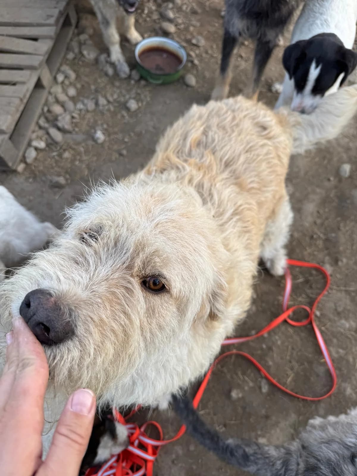 Mickey, male Mixed Breed for adoption at Glückshunde Schweiz, Glueckshunde photo 5