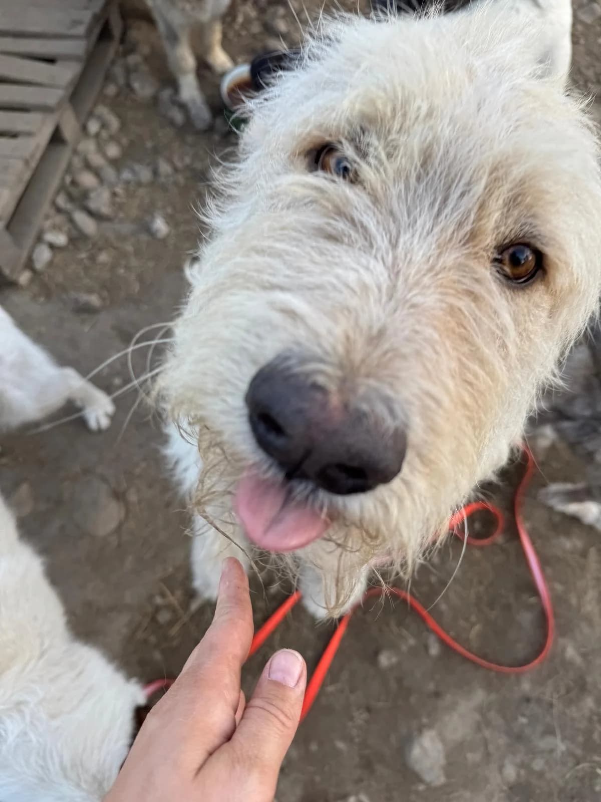 Mickey, male Mixed Breed for adoption at Glückshunde Schweiz, Glueckshunde photo 6