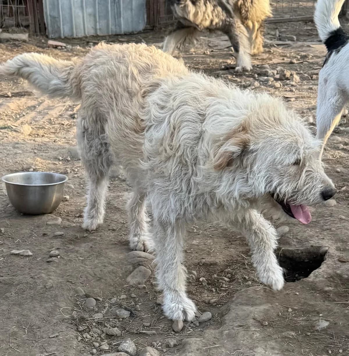 Mickey, male Mixed Breed for adoption at Glückshunde Schweiz, Glueckshunde photo 7