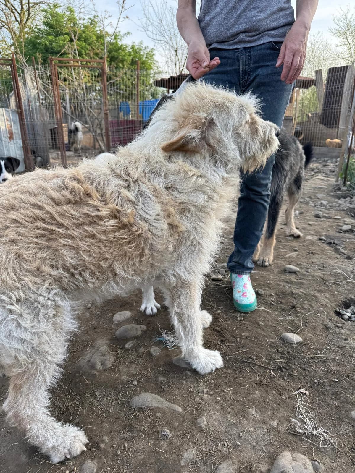 Mickey, male Mixed Breed for adoption at Glückshunde Schweiz, Glueckshunde photo 8