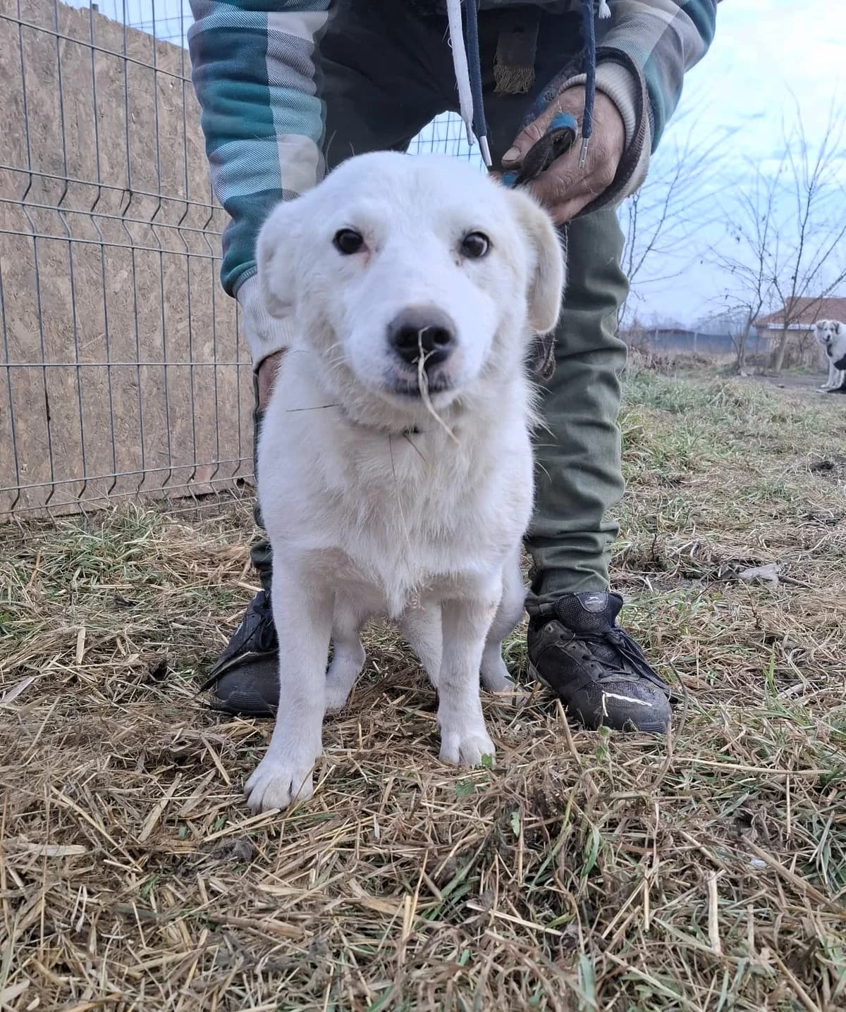 Millie, female Mixed Breed for adoption at Glueckshunde
