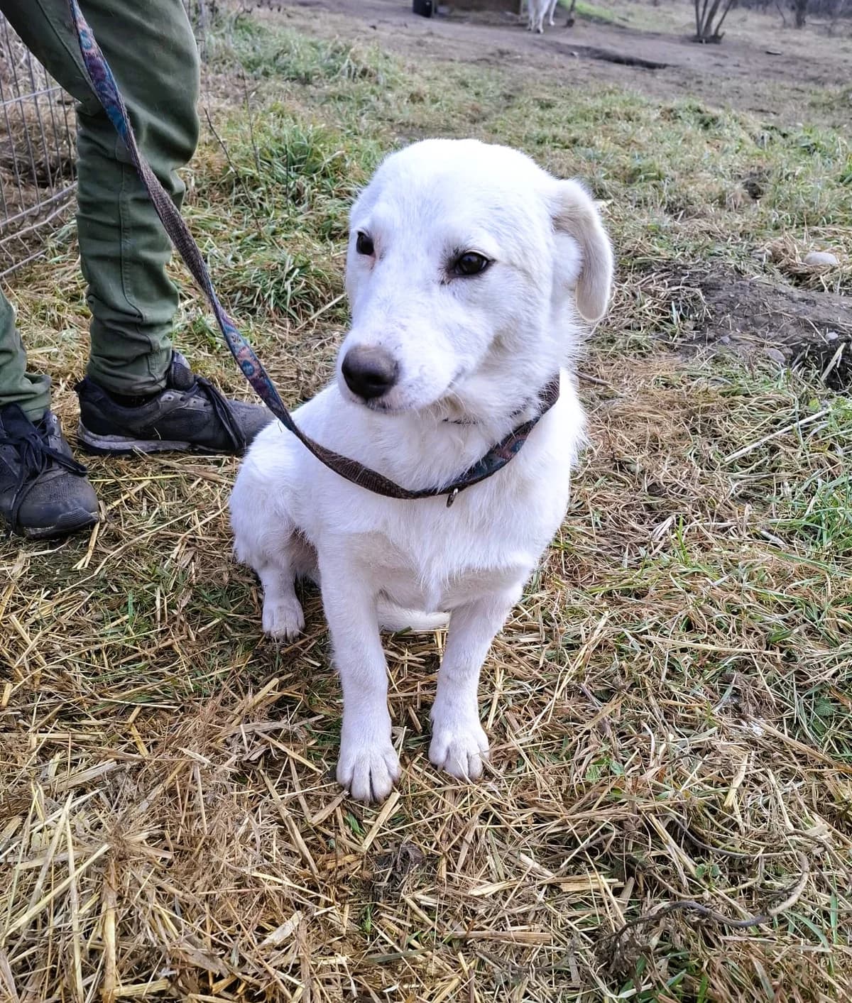 Millie, female Mixed Breed for adoption at Glückshunde Schweiz, Glueckshunde photo 2