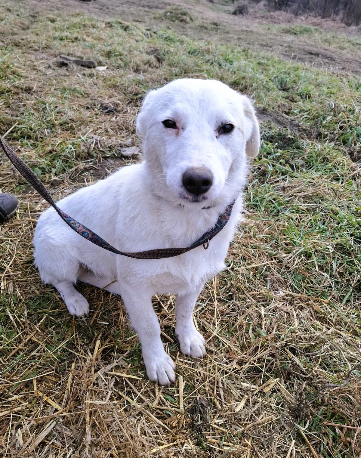 Millie, female Mixed Breed for adoption at Glückshunde Schweiz, Glueckshunde photo 3