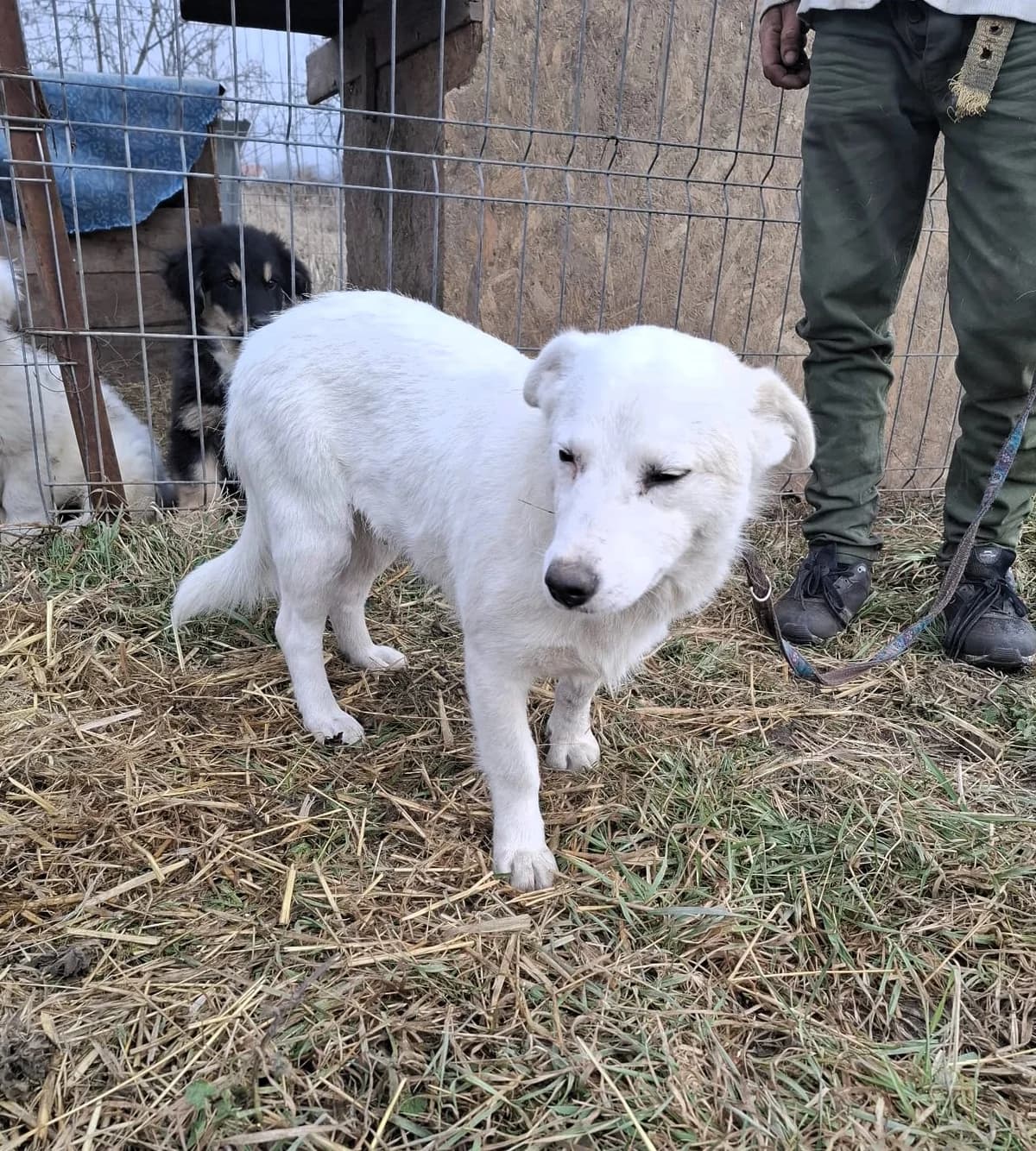 Millie, female Mixed Breed for adoption at Glückshunde Schweiz, Glueckshunde photo 4