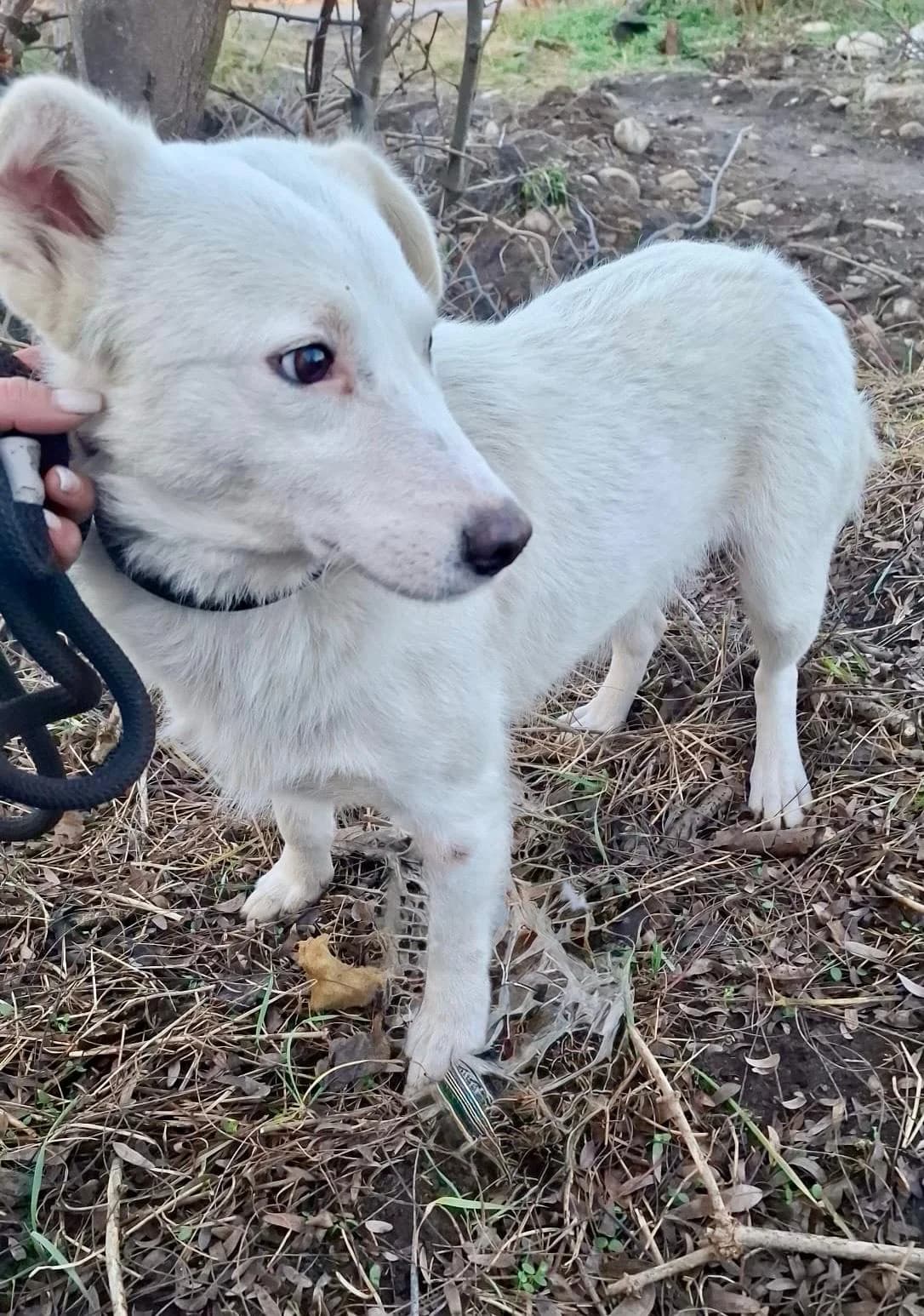 Millie, female Mixed Breed for adoption at Glückshunde Schweiz, Glueckshunde photo 5