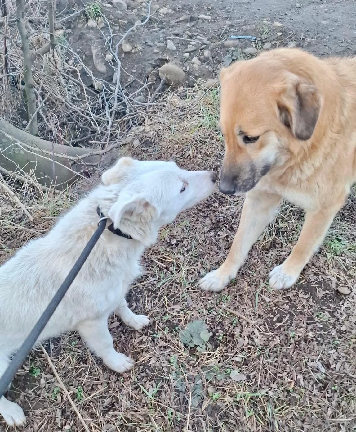 Millie, female Mixed Breed for adoption at Glückshunde Schweiz, Glueckshunde photo 6