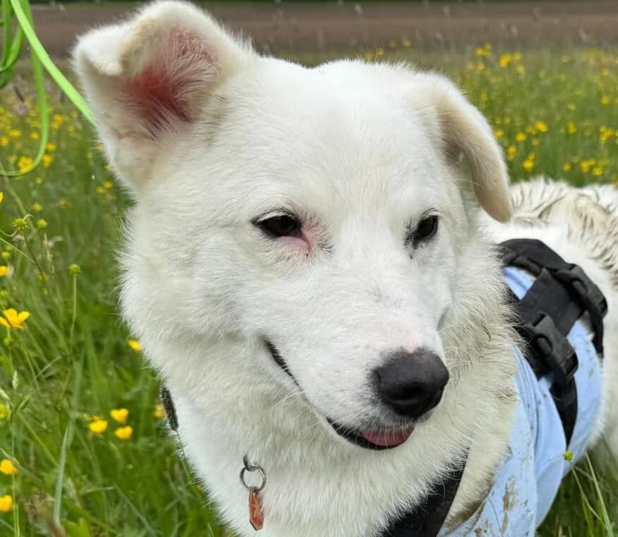 Millie, female Mixed Breed for adoption at Glückshunde Schweiz, Glueckshunde photo 7