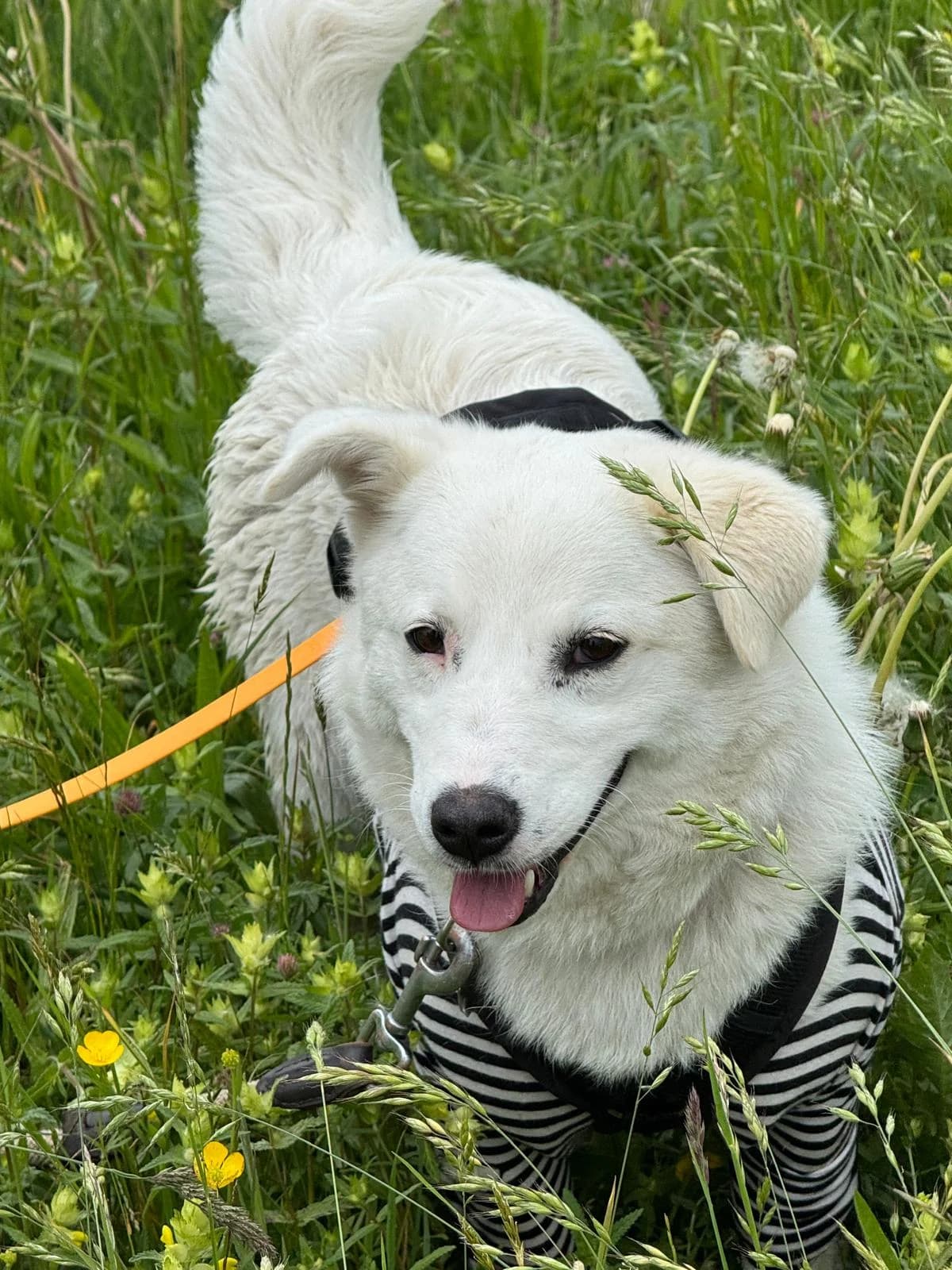 Millie, female Mixed Breed for adoption at Glückshunde Schweiz, Glueckshunde photo 8