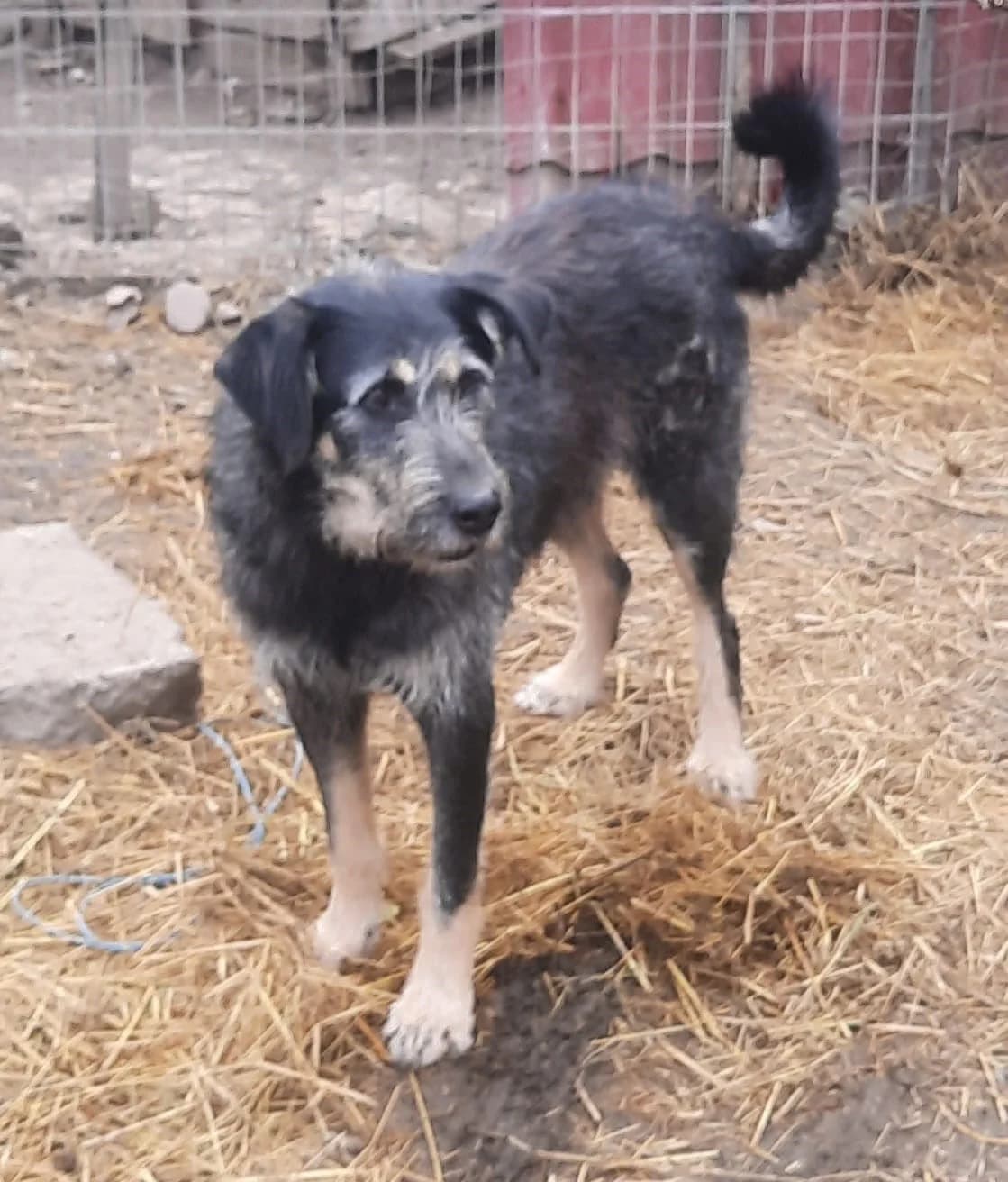 Milo, male Mixed Breed for adoption at Glueckshunde