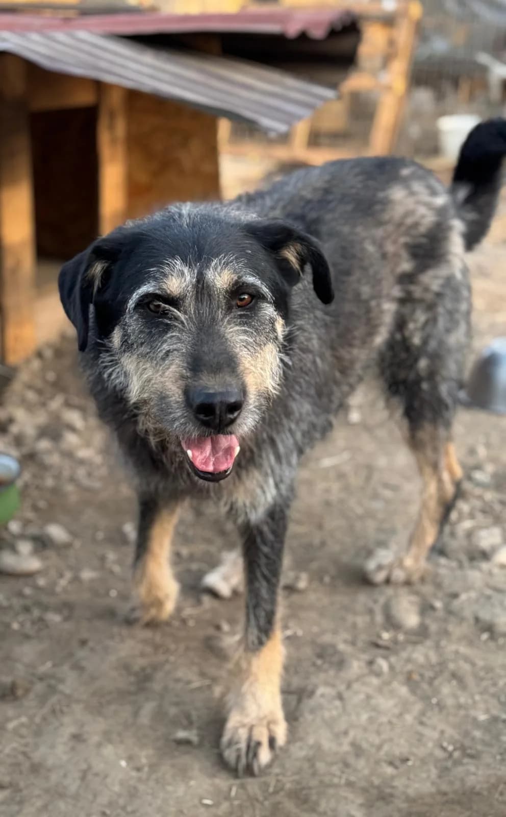 Milo, male Mixed Breed for adoption at Glückshunde Schweiz, Glueckshunde photo 2