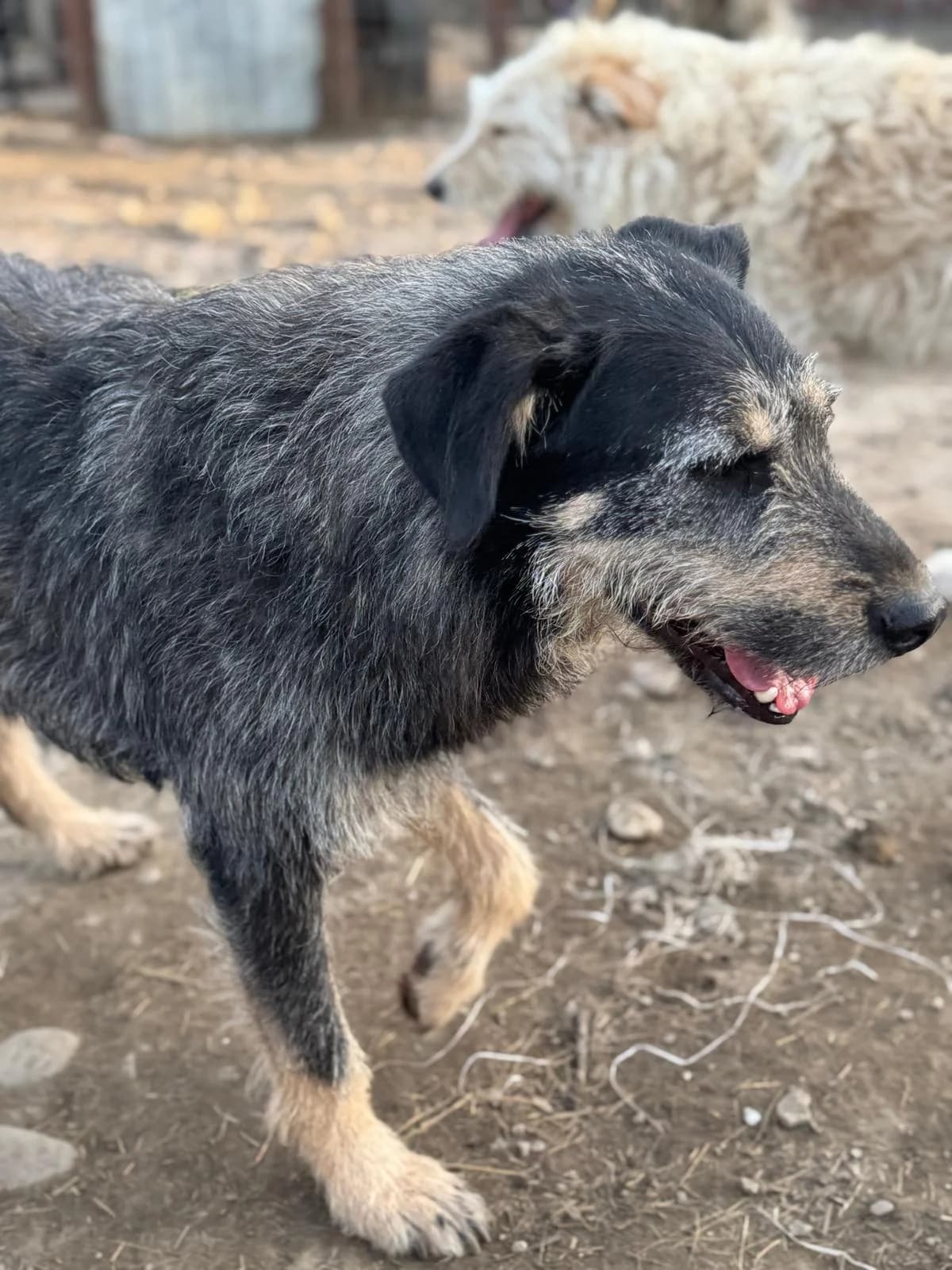 Milo, male Mixed Breed for adoption at Glückshunde Schweiz, Glueckshunde photo 3