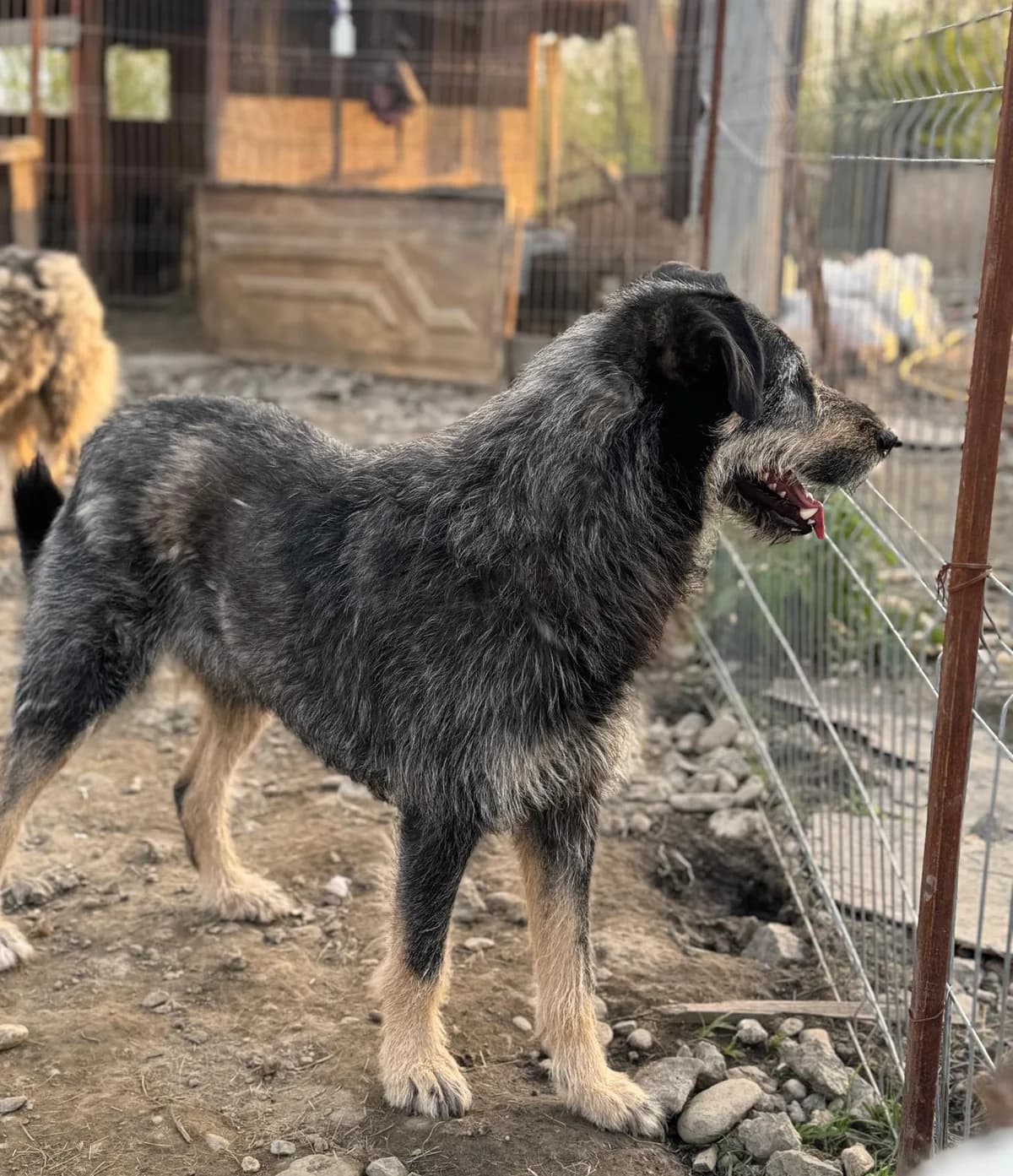 Milo, male Mixed Breed for adoption at Glückshunde Schweiz, Glueckshunde photo 4