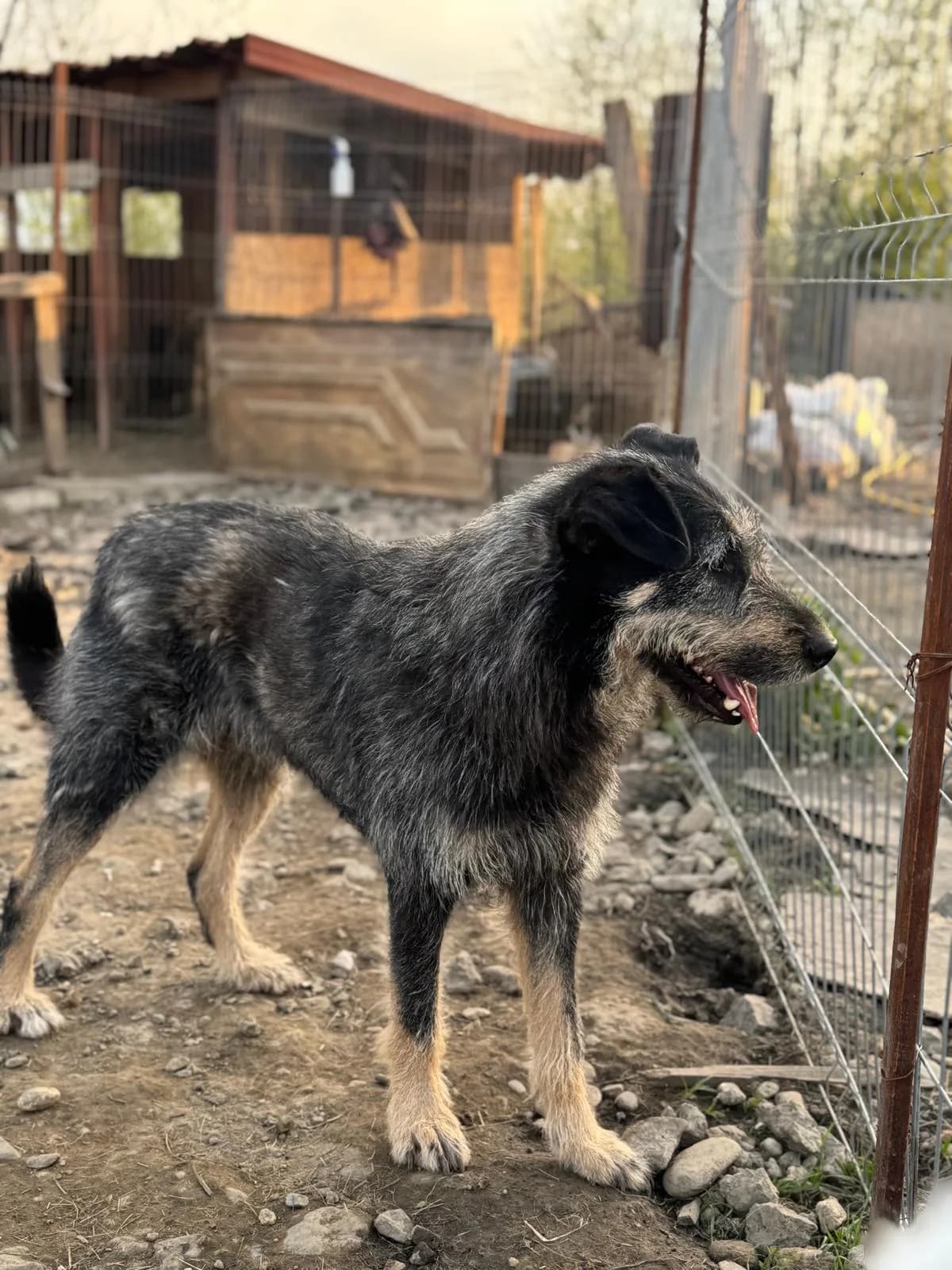 Milo, male Mixed Breed for adoption at Glückshunde Schweiz, Glueckshunde photo 5