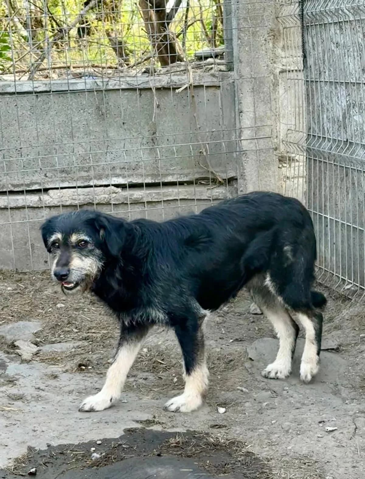 Milo, male Mixed Breed for adoption at Glückshunde Schweiz, Glueckshunde photo 6