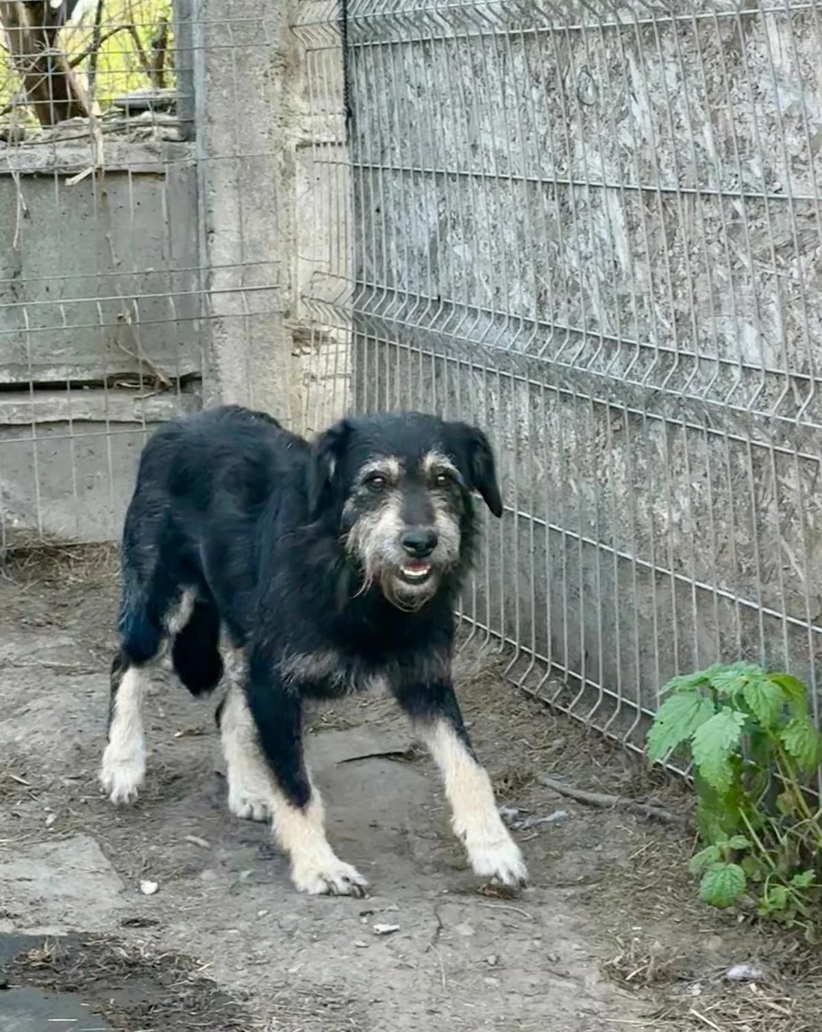 Milo, male Mixed Breed for adoption at Glückshunde Schweiz, Glueckshunde photo 7