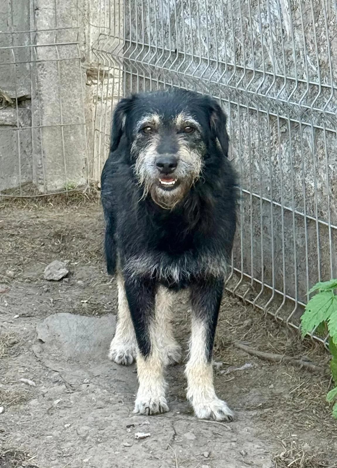 Milo, male Mixed Breed for adoption at Glückshunde Schweiz, Glueckshunde photo 8