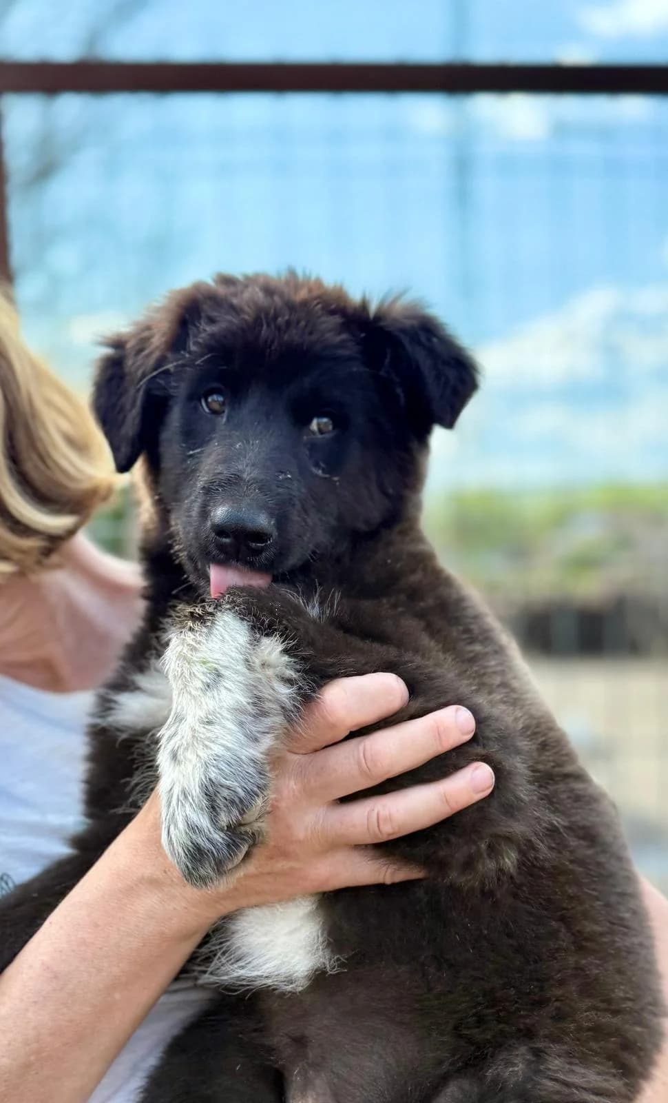 Mimi, female Mixed Breed for adoption at Glueckshunde