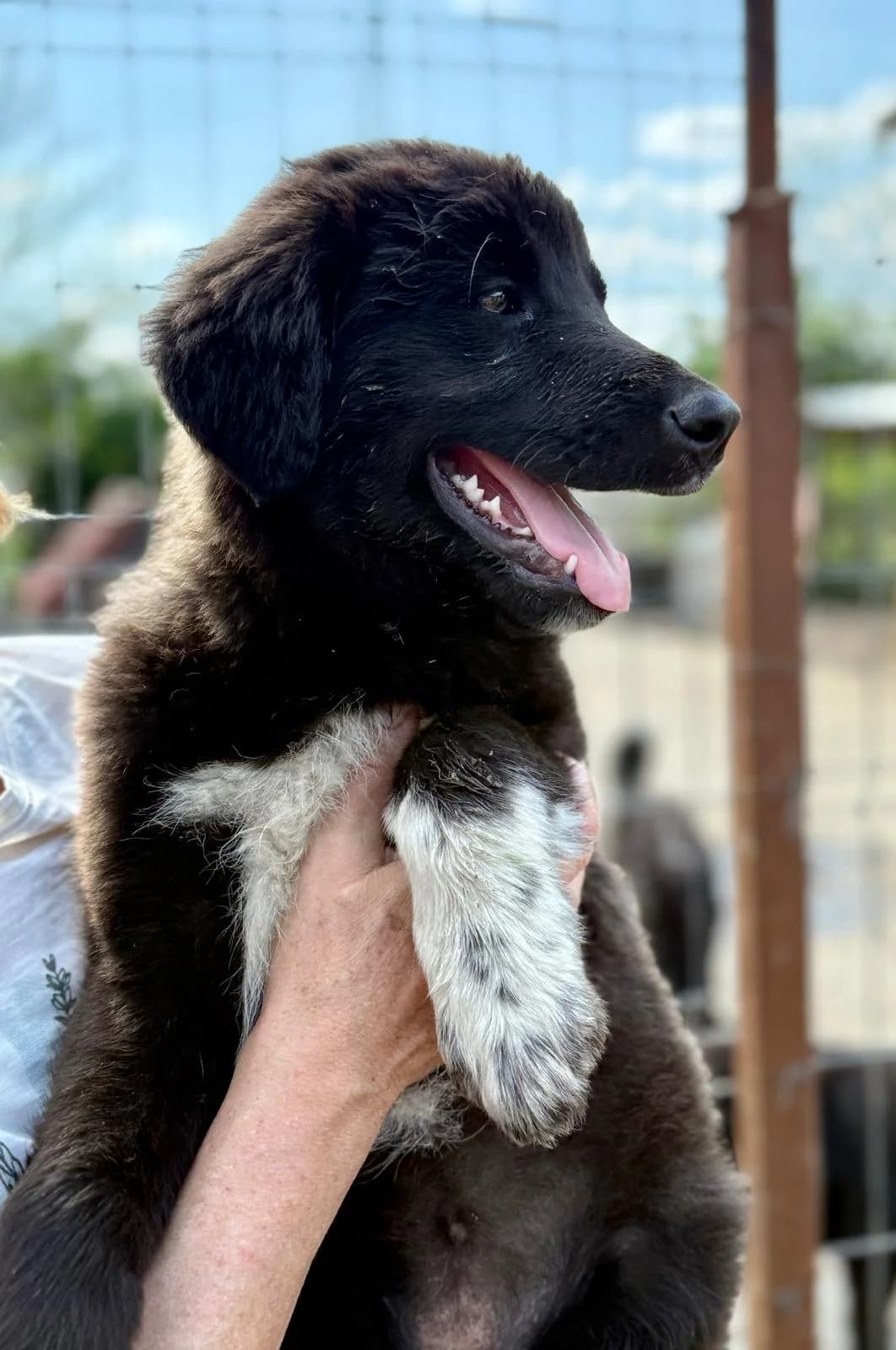 Mimi, female Mixed Breed for adoption at Glückshunde Schweiz, Glueckshunde photo 2