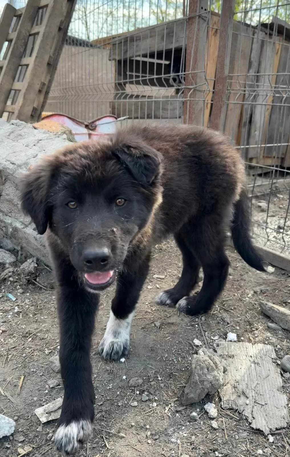 Mimi, female Mixed Breed for adoption at Glückshunde Schweiz, Glueckshunde photo 3