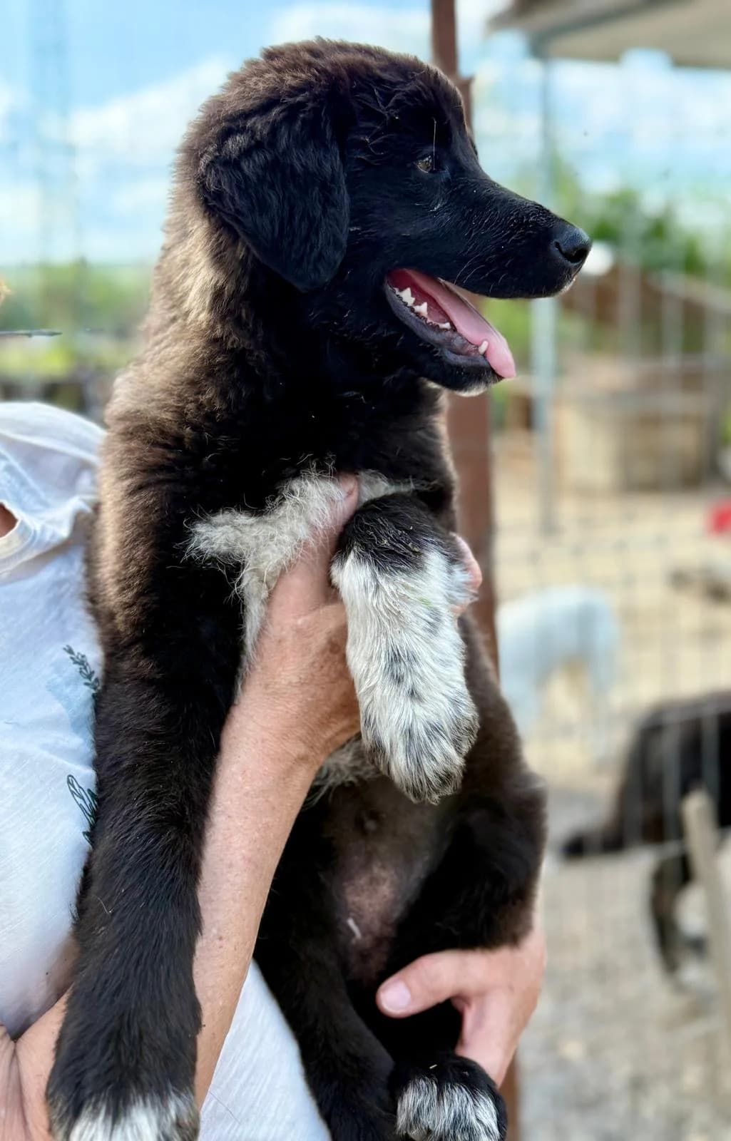 Mimi, female Mixed Breed for adoption at Glückshunde Schweiz, Glueckshunde photo 4