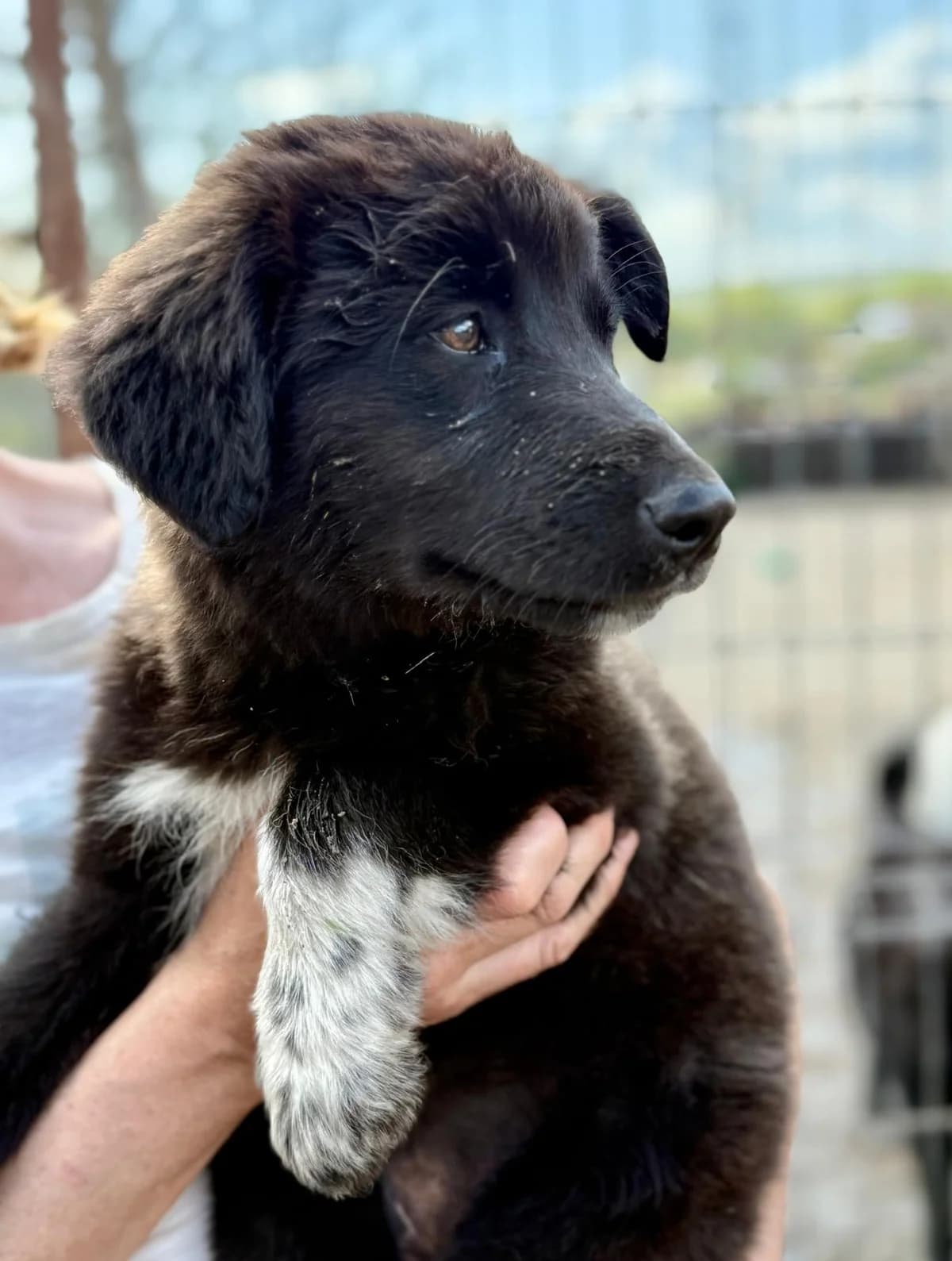 Mimi, female Mixed Breed for adoption at Glückshunde Schweiz, Glueckshunde photo 5