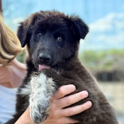 Mimi, female Mixed Breed for adoption at Glückshunde Schweiz, Glueckshunde photo 6