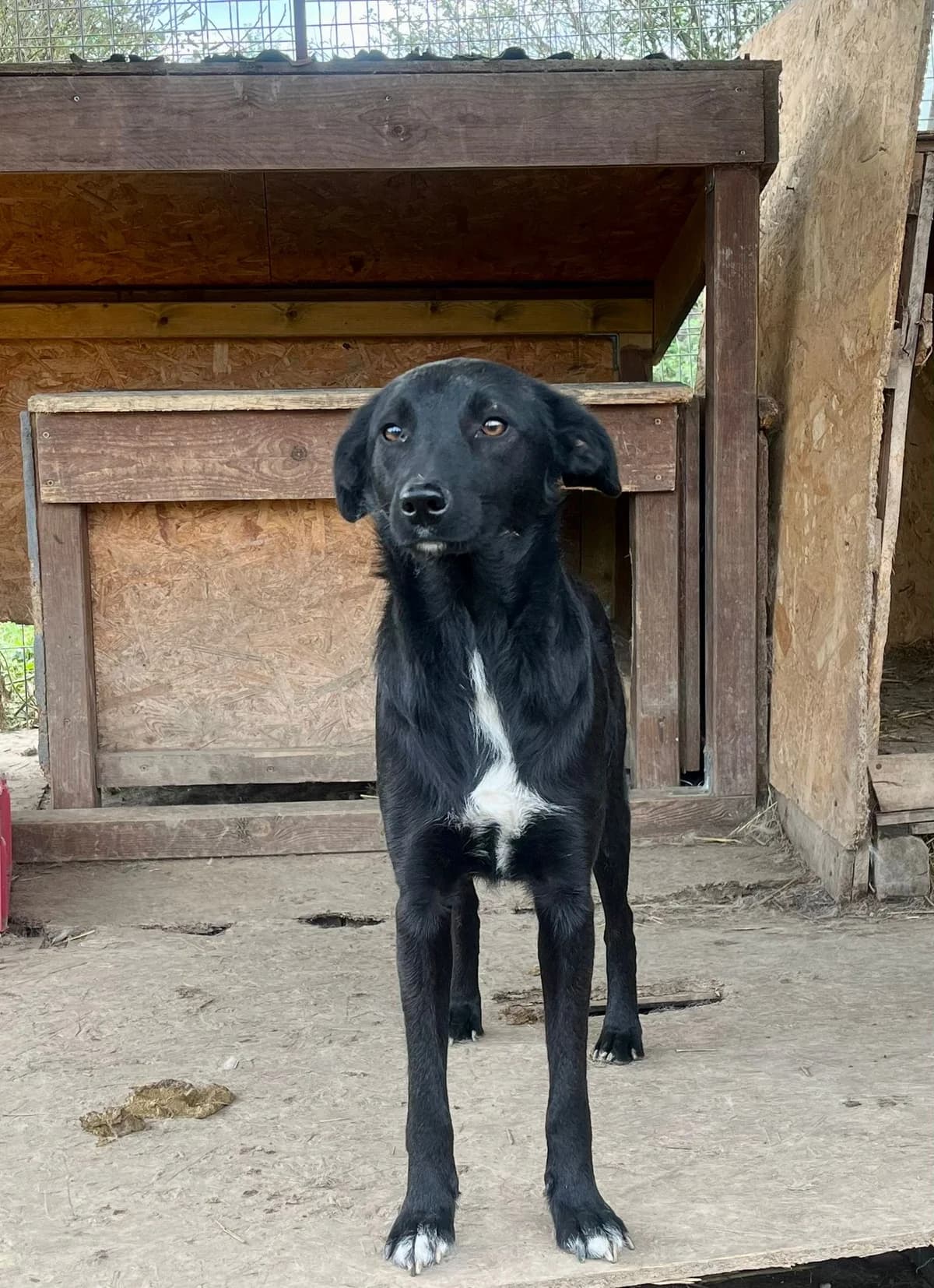 Mina, female Mixed Breed for adoption at Glueckshunde