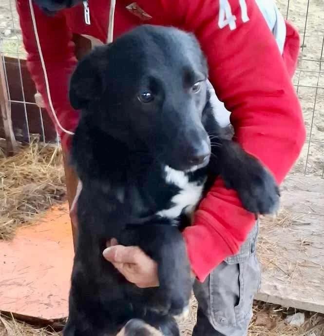 Mina, female Mixed Breed for adoption at Glückshunde Schweiz, Glueckshunde photo 2