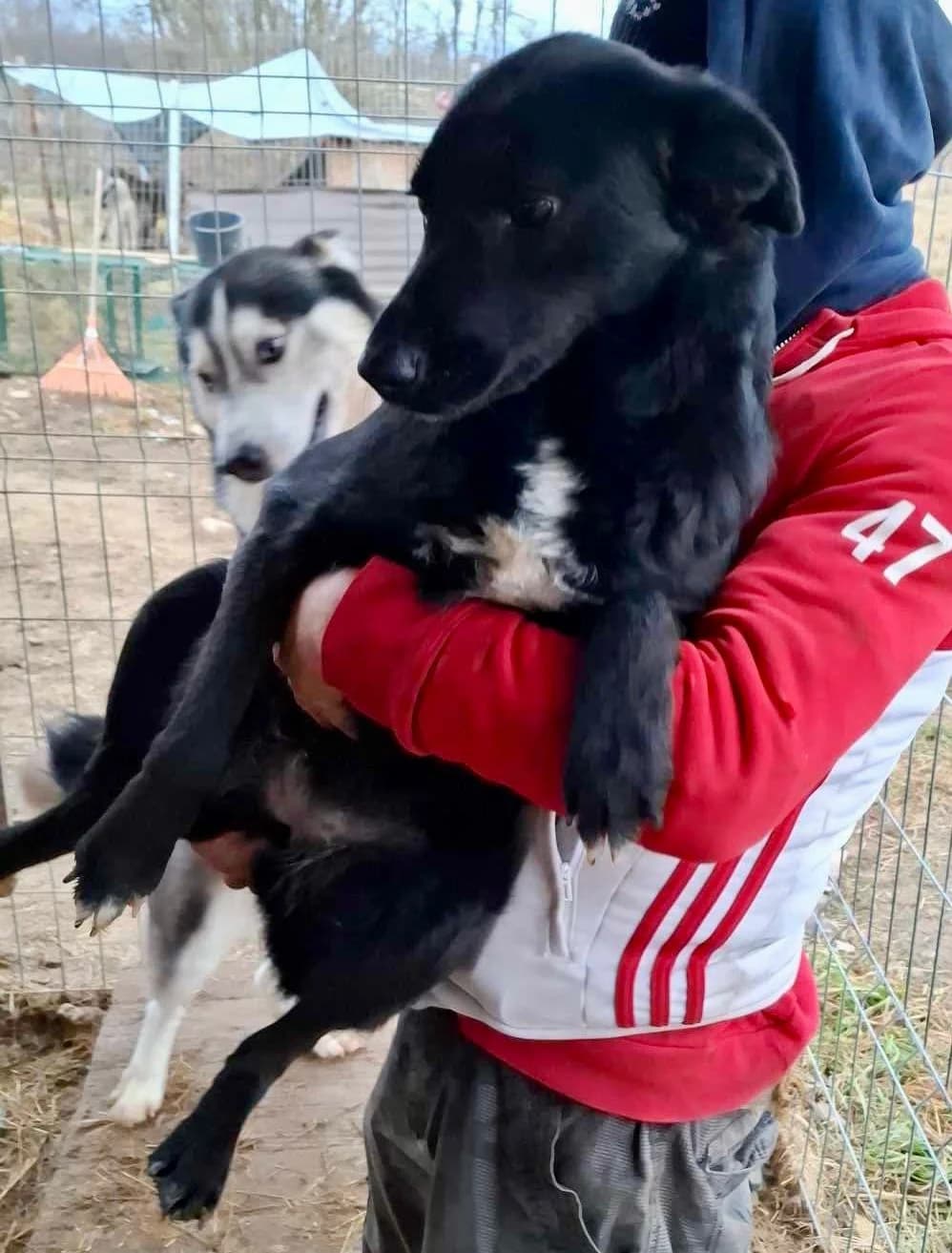 Mina, female Mixed Breed for adoption at Glückshunde Schweiz, Glueckshunde photo 3