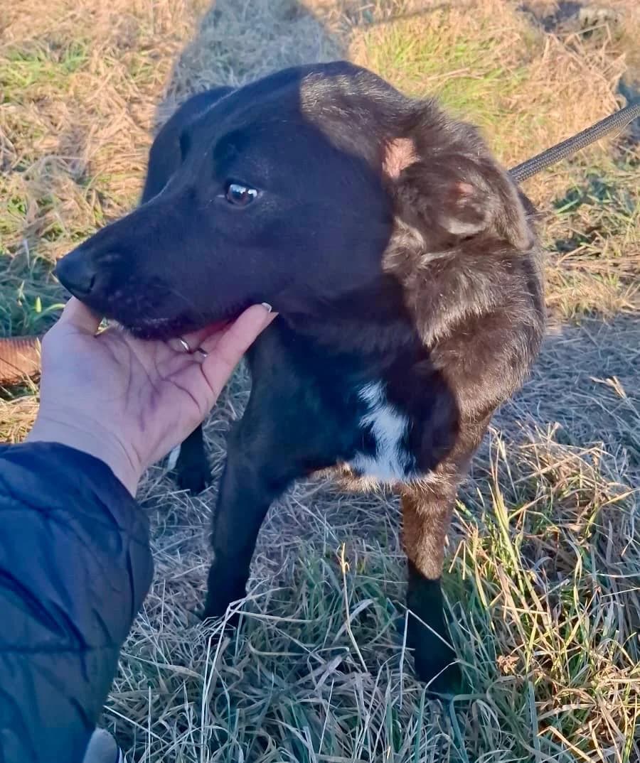 Mina, female Mixed Breed for adoption at Glückshunde Schweiz, Glueckshunde photo 4