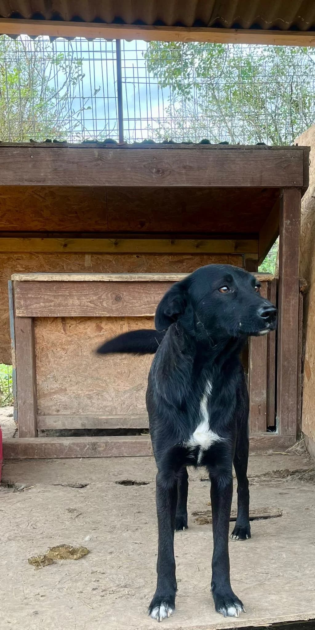 Mina, female Mixed Breed for adoption at Glückshunde Schweiz, Glueckshunde photo 5