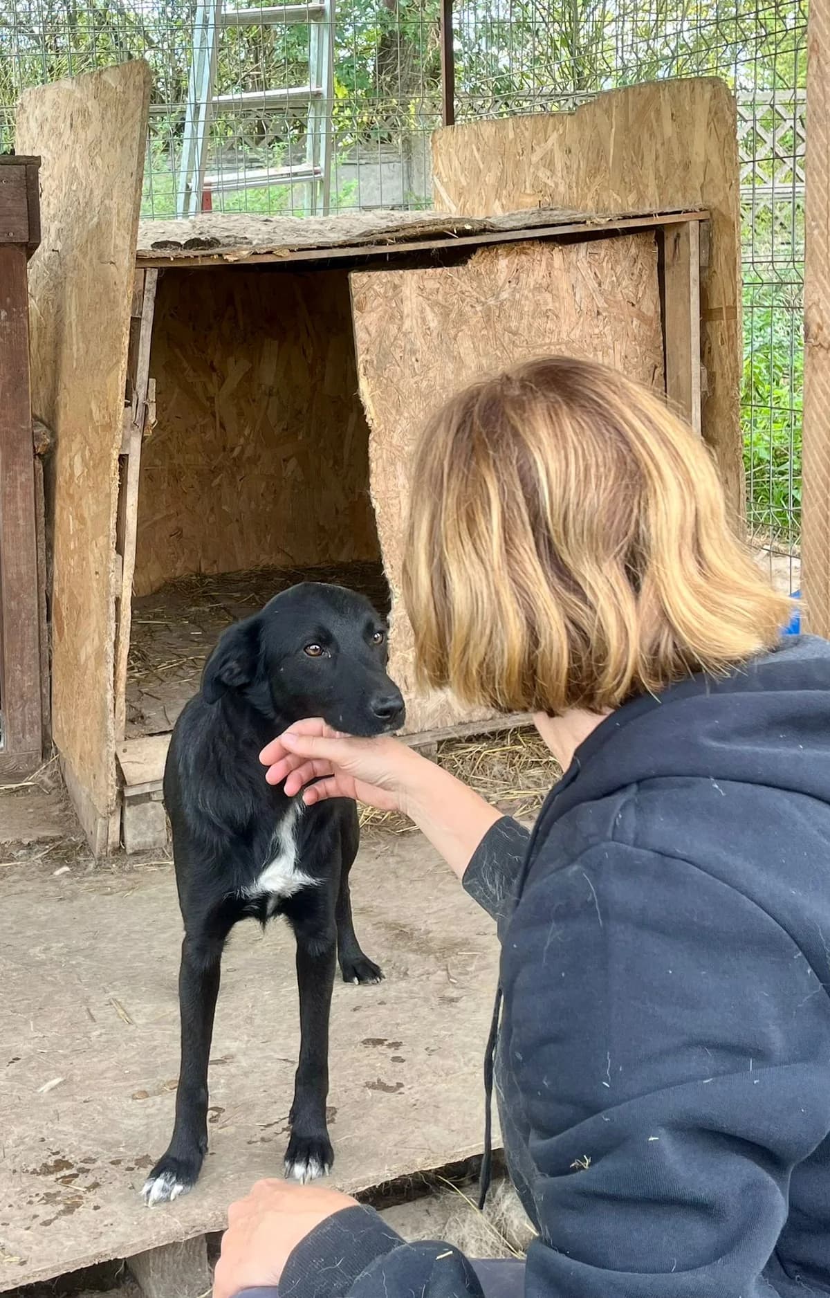 Mina, female Mixed Breed for adoption at Glückshunde Schweiz, Glueckshunde photo 6