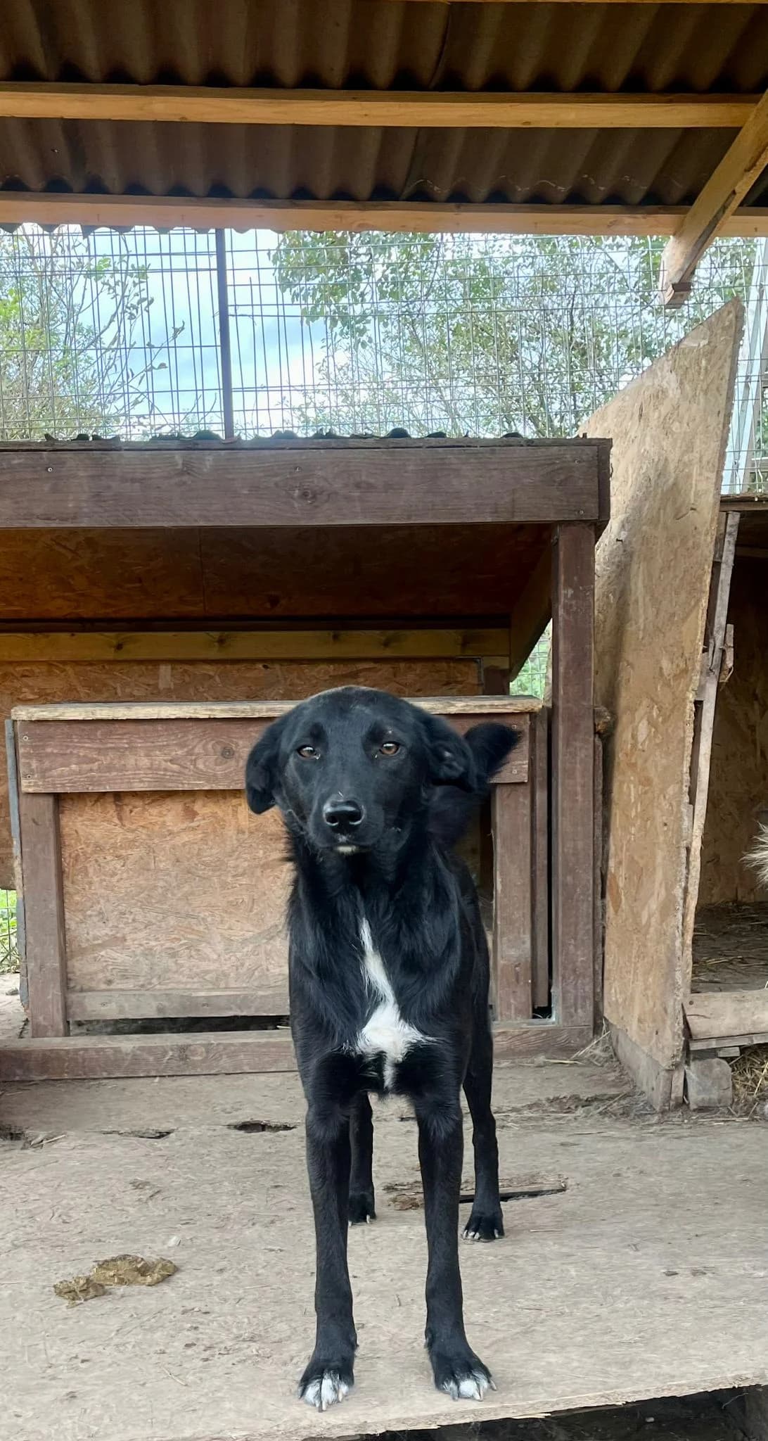 Mina, female Mixed Breed for adoption at Glückshunde Schweiz, Glueckshunde photo 8