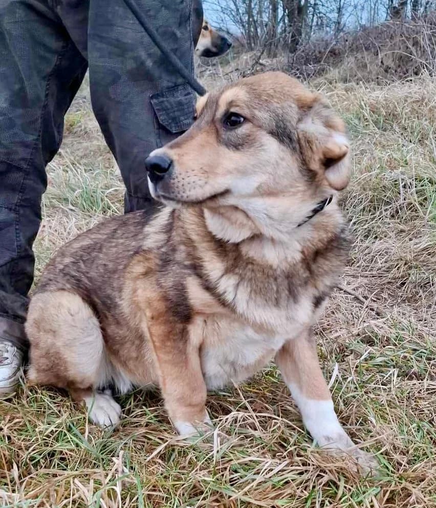 Mira, female young Mixed Breed for adoption at Glückshunde Schweiz, Glueckshunde