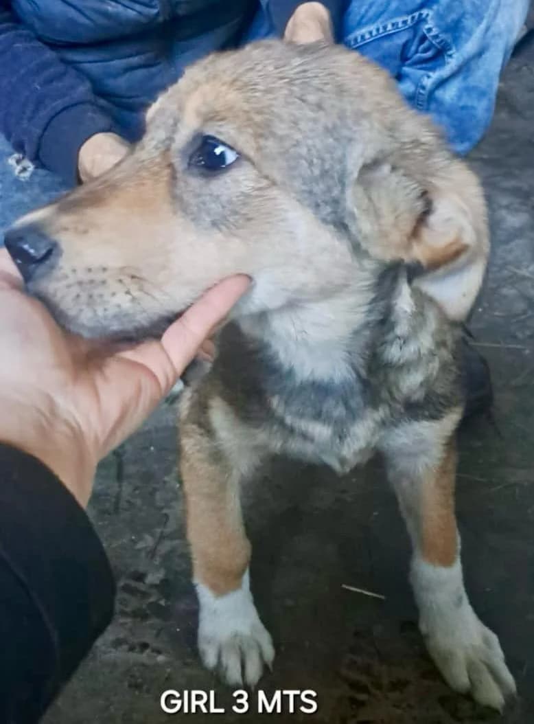 Mira, female Mixed Breed for adoption at Glückshunde Schweiz, Glueckshunde photo 2