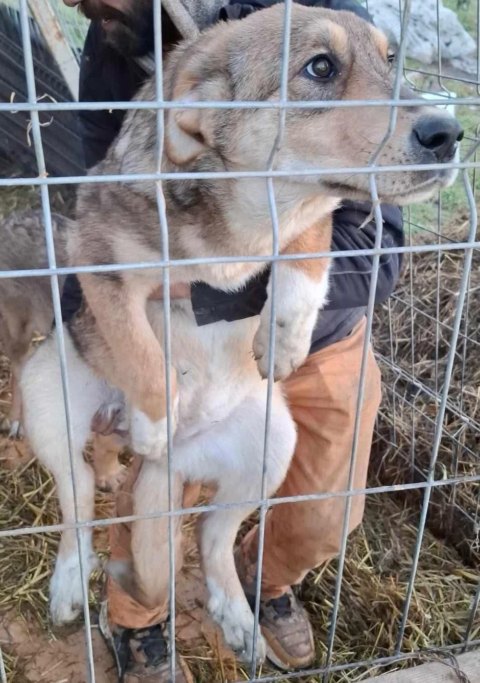 Mira, female Mixed Breed for adoption at Glückshunde Schweiz, Glueckshunde photo 3