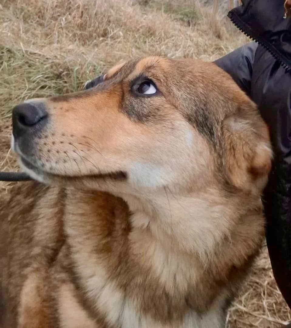 Mira, female Mixed Breed for adoption at Glückshunde Schweiz, Glueckshunde photo 4