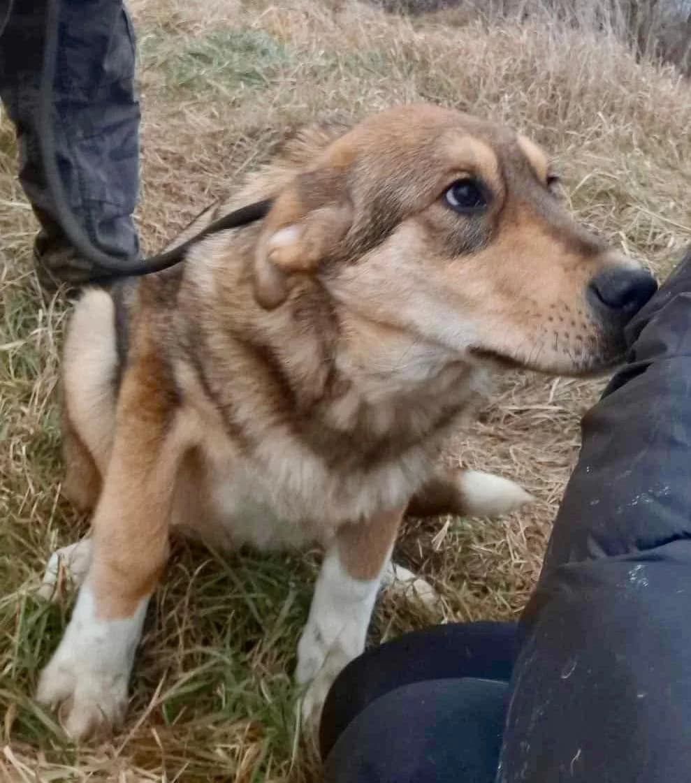 Mira, female Mixed Breed for adoption at Glückshunde Schweiz, Glueckshunde photo 5