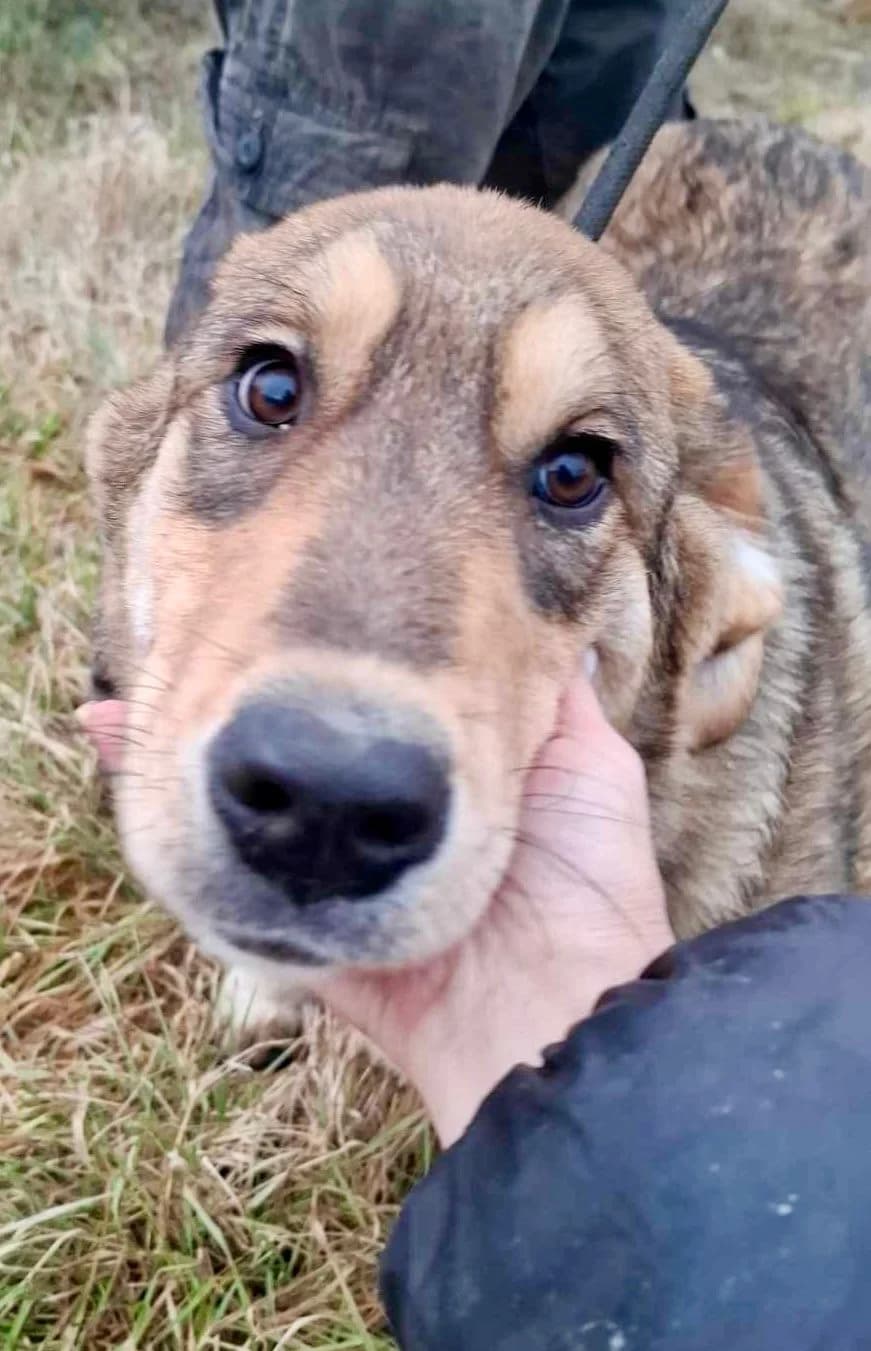 Mira, female Mixed Breed for adoption at Glückshunde Schweiz, Glueckshunde photo 6