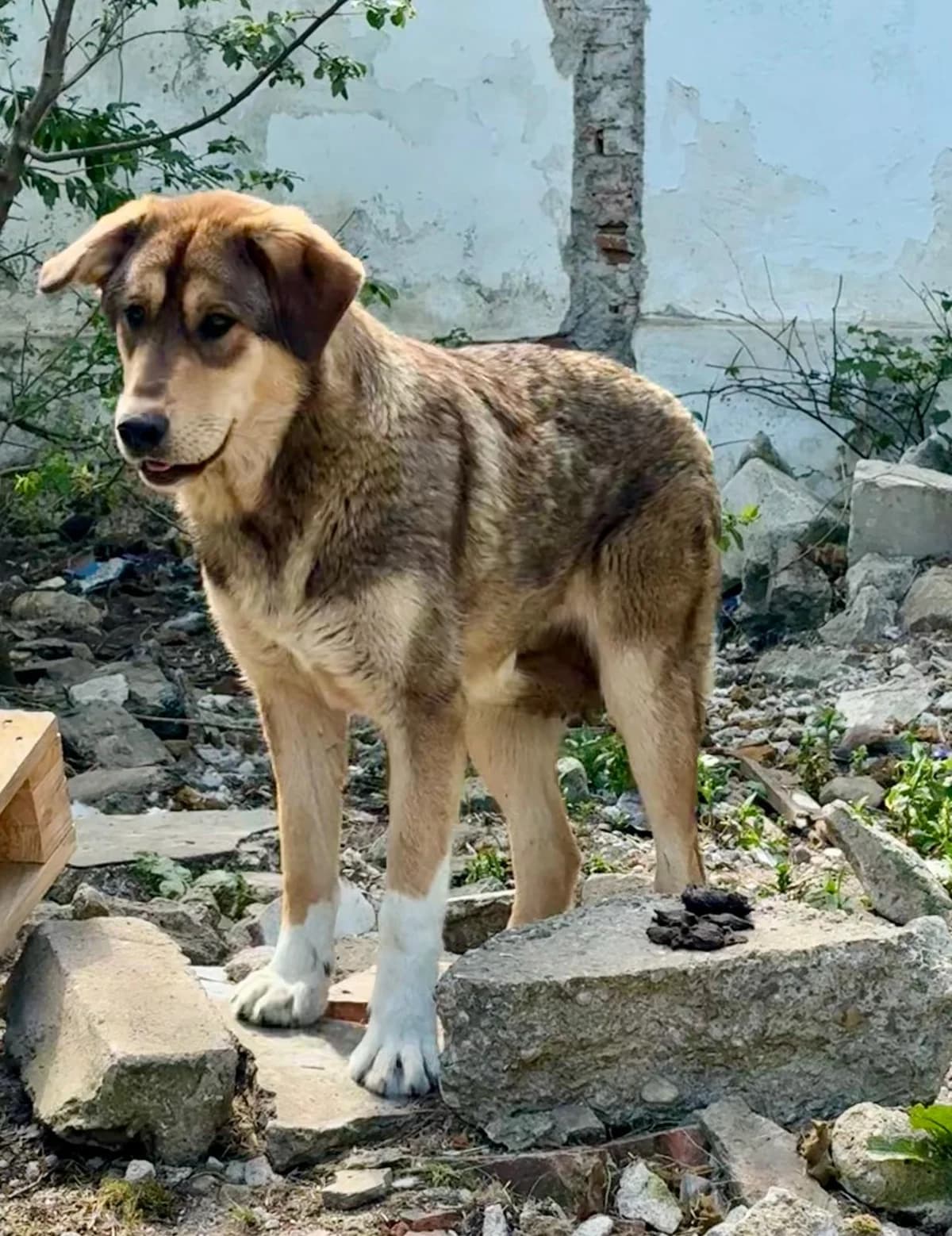 Mira, female Mixed Breed for adoption at Glückshunde Schweiz, Glueckshunde photo 7
