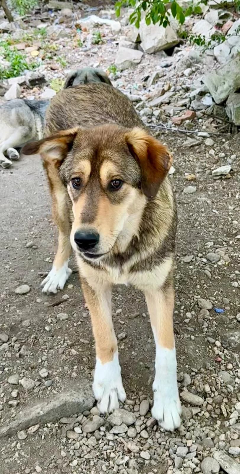 Mira, female Mixed Breed for adoption at Glückshunde Schweiz, Glueckshunde photo 8