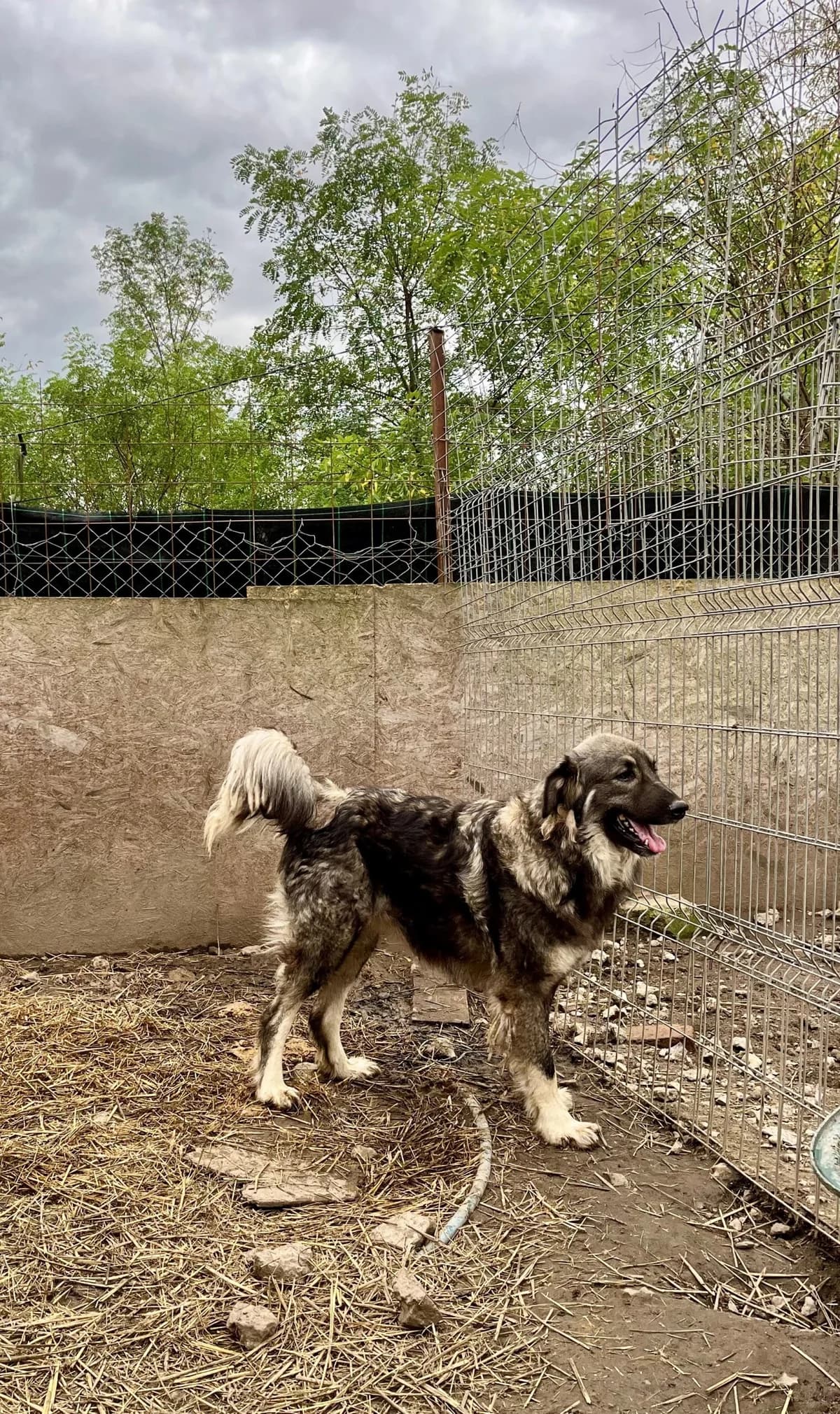 Misha, female 4yo Mixed Breed for adoption at Glückshunde Schweiz, Glueckshunde