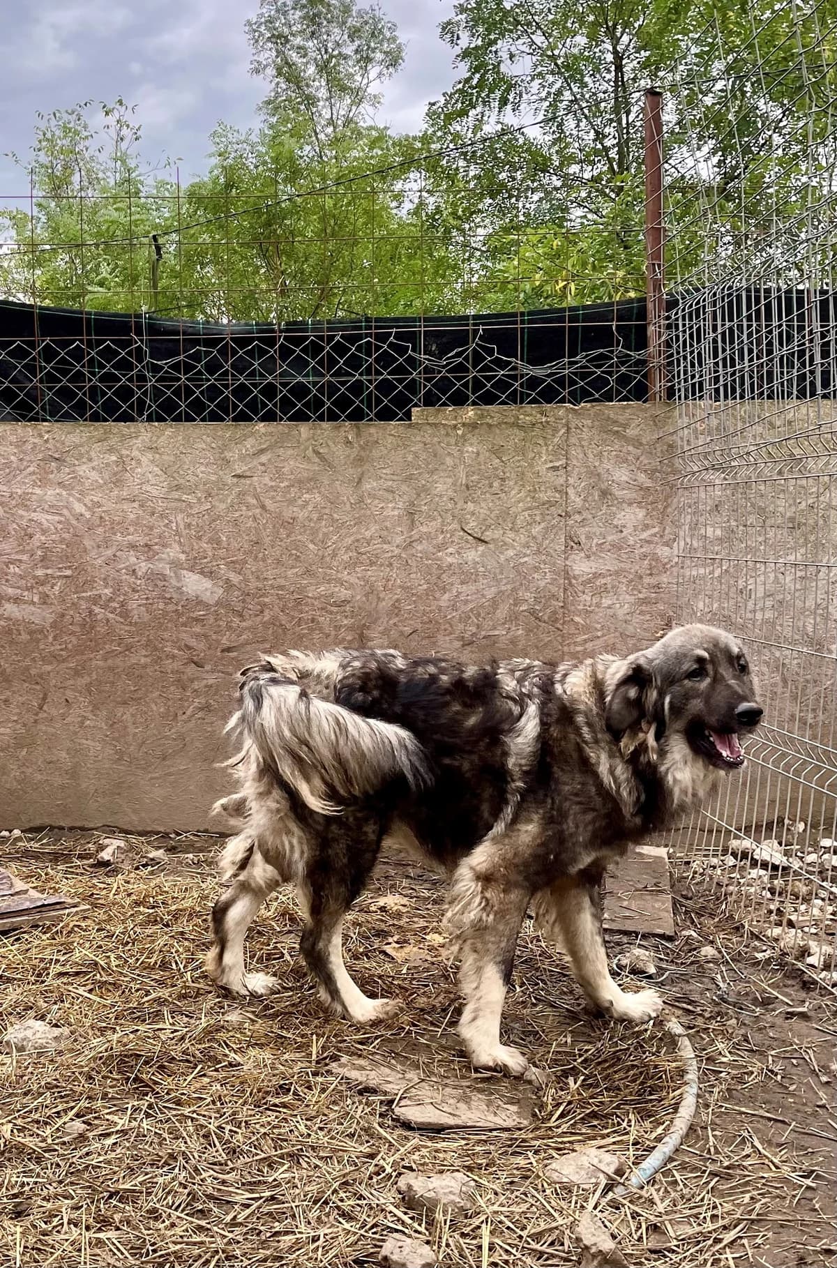 Misha, female Mixed Breed for adoption at Glückshunde Schweiz, Glueckshunde photo 2